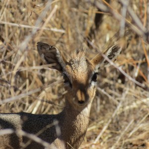 Damara Dik-dik Namibia