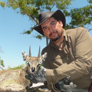 Klipspringer