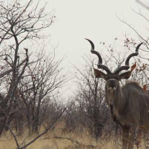 Etosha Kudu