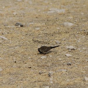 Etosha