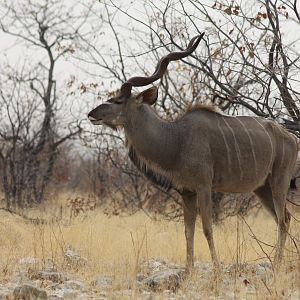 Etosha Kudu