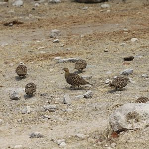 Etosha Sandgrouse