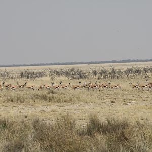 Etosha