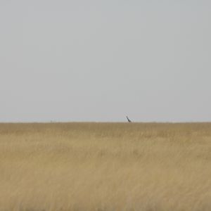 Etosha