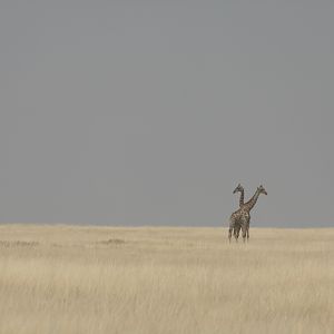 Etosha