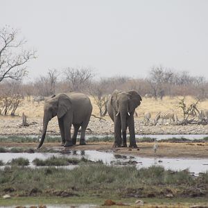 Etosha Elephant