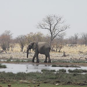 Etosha Elephant