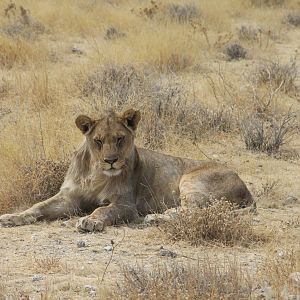 Etosha Lion