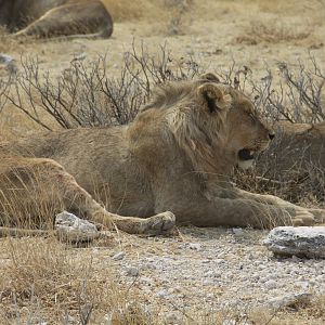 Etosha Lion