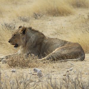 Etosha Lion