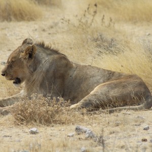 Etosha Lion