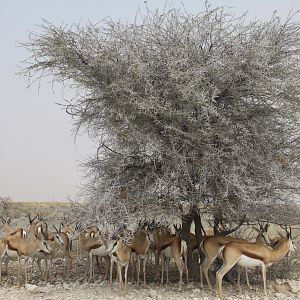 Etosha Springbok