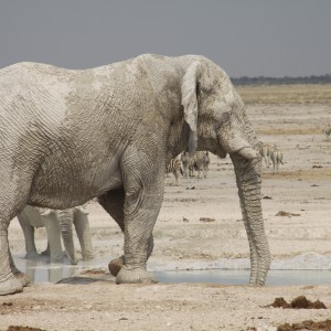 Etosha Elephant