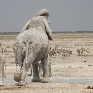 Etosha Elephant