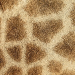 Giraffe Skin