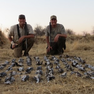 Doves hunted with Ozondjahe Hunting Safaris in Namibia