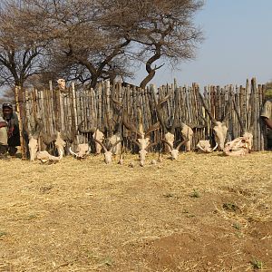 Trophies hunted with Ozondjahe Hunting Safaris in Namibia