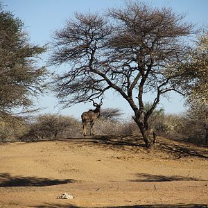 Greater Kudu Namibia