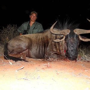 Blue Wildebeest