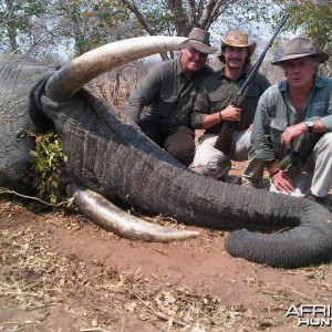 Elephant Namibia