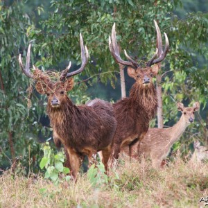 Rusa Deer in Mauritius