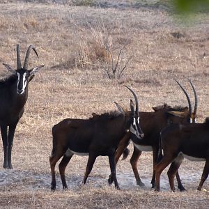 Roosevelt Sable - Tanzania