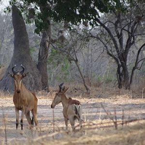 Liechtenstein hartebeest