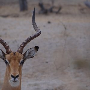 Impala - Tanzania