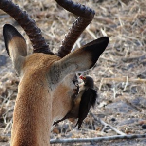 Impala - Tanzania