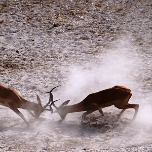 Impala  - Tanzania