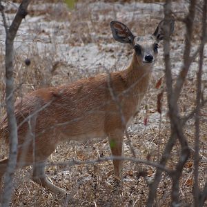 Sharpe Grysbuck - Tanzania