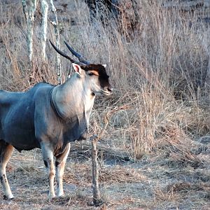 Eland - Tanzania