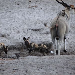 Eland - Tanzania