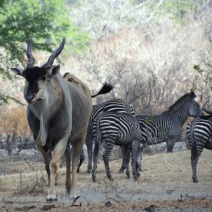 Eland - Tanzania