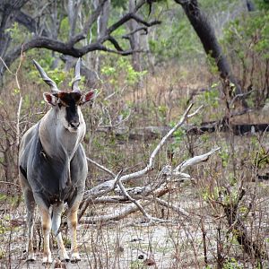 Eland - Tanzania