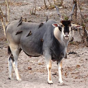 Eland - Tanzania