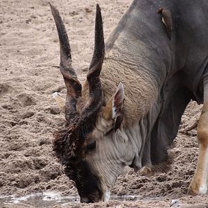 East African Eland - Tanzania