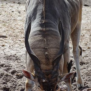 Eland - Tanzania