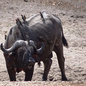 Cape Buffalo - Tanzania