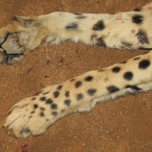 Cheetah front paws