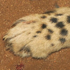 cheetah paw