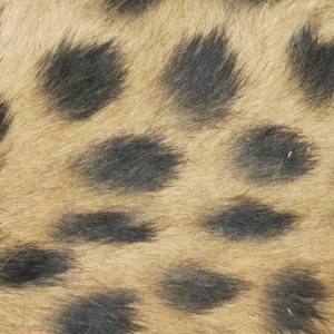 Cheetah fur