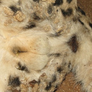 Cheetah genitals