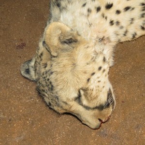 Cheetah head