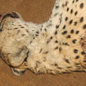 Cheetah head