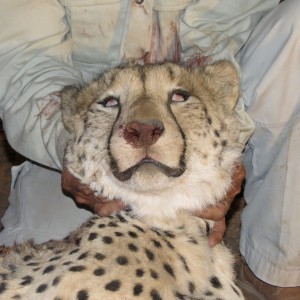 Cheetah head