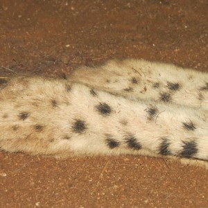 Cheetah hind paws