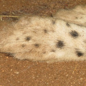 Cheetah hind paws