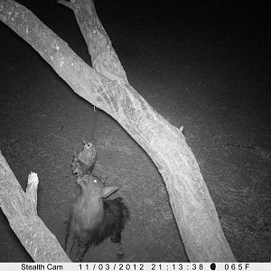 Brown Hyena