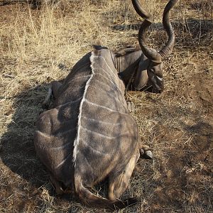 Hunting Greater Kudu in Namibia